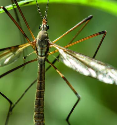 Crane Flies | Love The Garden