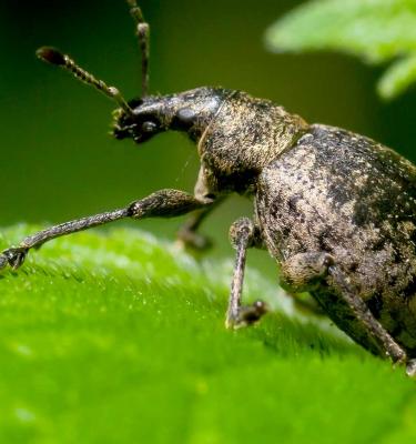 How to Identify and Control Root Weevils
