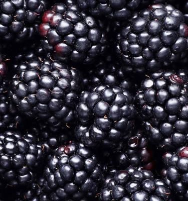 blackberries wallpaper