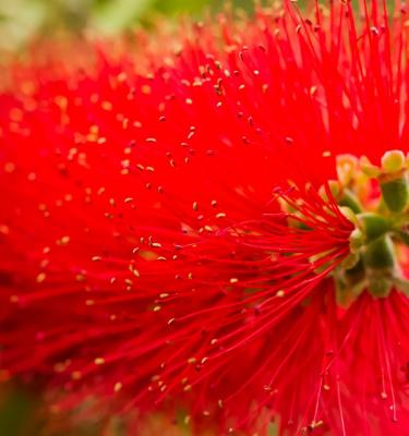 How to Grow and Care for Bottlebrush Bushes