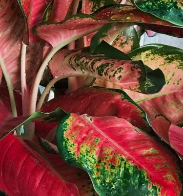 Chinese Evergreen Plant Care Guide - How To Grow Aglaonema