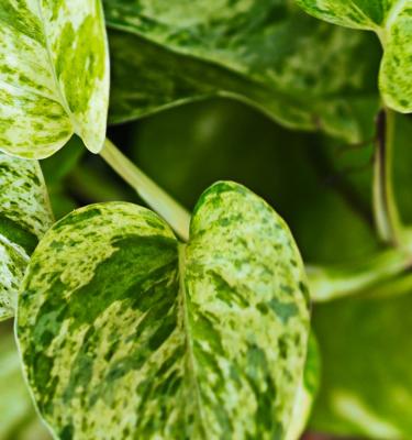 How to Stop Holes in Ivy Leaves