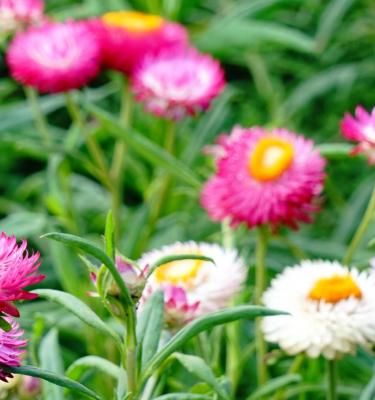 Paper Daisy- Rose seeds