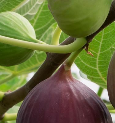 How to grow large, firm and sweet Figs