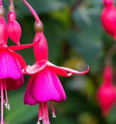 Fuchsia Plant Care: How To Grow Fuchsia Flowers