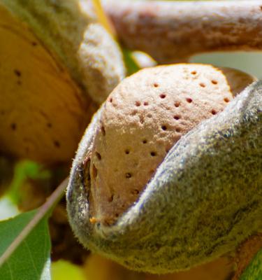 How to Grow Apple & Almond Trees in Half the Time using Air Pots