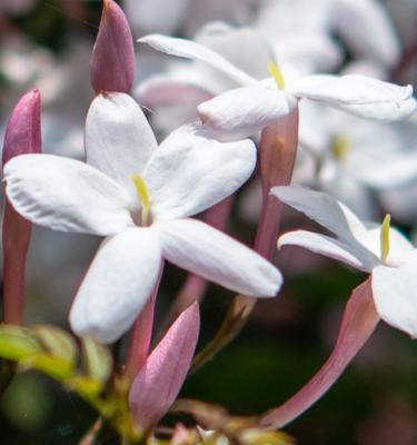 White Potted Jasmine Plant For Sale