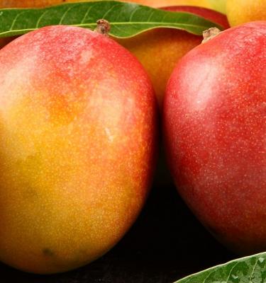 How to Grow & Care For Mango Trees In 5 Easy Steps