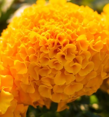 How To Grow & Care For Marigold Flowers In 5 Easy Steps