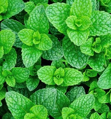 How To Grow And Care For Mint In 5 Easy Steps | Scotts Australia