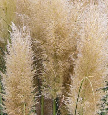 Comment faire sécher l'herbe de la pampa ?