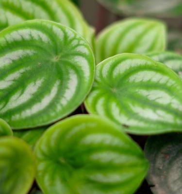 How to Grow and Care for Peperomia Plants