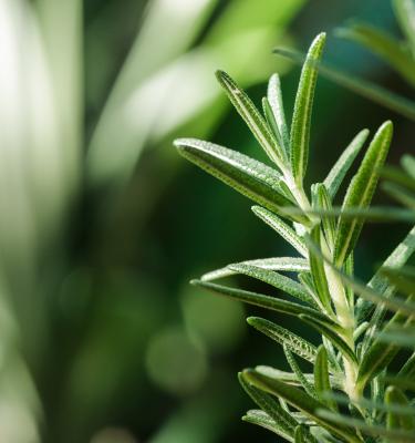 How to grow Rosemary