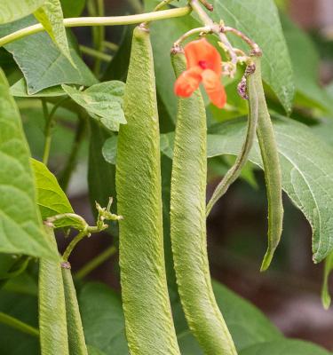 Guide To Growing Runner Beans - Love The Garden