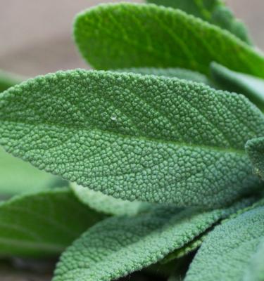 How to Grow Sage