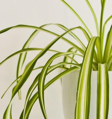 Spider Plants: How to Grow and Care for Spider Plants