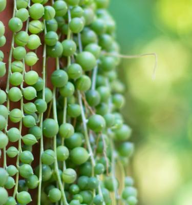 How to Grow and Care for String of Pearls Plant