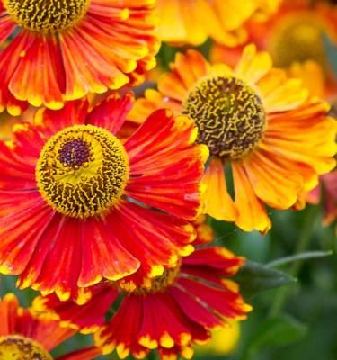 Helenium online