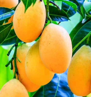 yellow mango fruit on tree