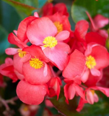 Begonias and Ivy