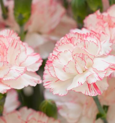 5 Things You Need to Know About Carnation Flowers