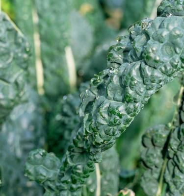 Major Signs That Your Kale Is Starting To Go Bad