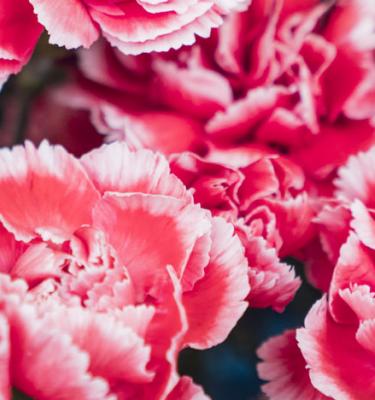 Les œillets : des fleurs de toute beauté, faciles à cultiver