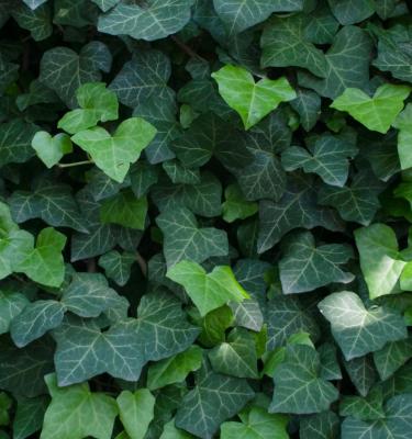 Our Care Guide for Indoor Common English Ivy (Hedera Helix)