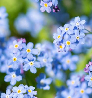 How To Grow and Look After Forget-Me-Nots In 5 Easy Steps | Love