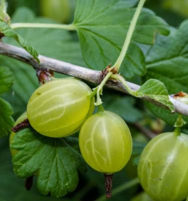 How to Grow and Care for Gooseberry Bushes