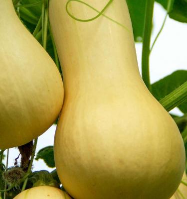 Butternut Squash Growing Guide: Plant Care Tips