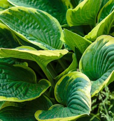 Are hostas poisonous sales to animals