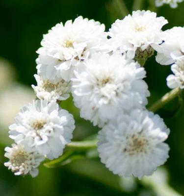 Gypsophila paniculata Rose, Pink Baby's Breath