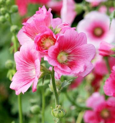 Hollyhock (Alcea rosea) 'Banana