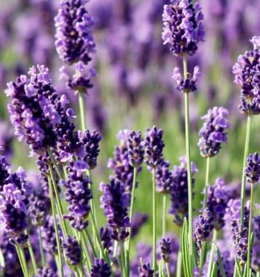 Lavande (Lavandula angustifolia) : plantation, taille, entretien