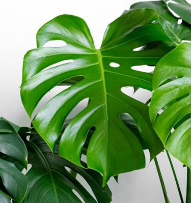 Le Brunissement De La Monstera Variegata 2: Les Taches Brunes