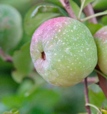 Why Can't I Buy A Pink Lady Apple Tree? - Gardening Tips, Advice and  Inspiration