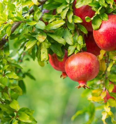 How to Grow Apple & Almond Trees in Half the Time using Air Pots