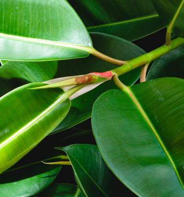 Comment prendre soin du caoutchouc ou ficus elastica?