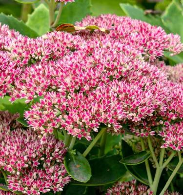 Is sedum poisonous to 2024 dogs