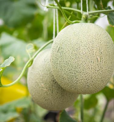 Planter les melons : quand et comment faire ses semis de melons ?