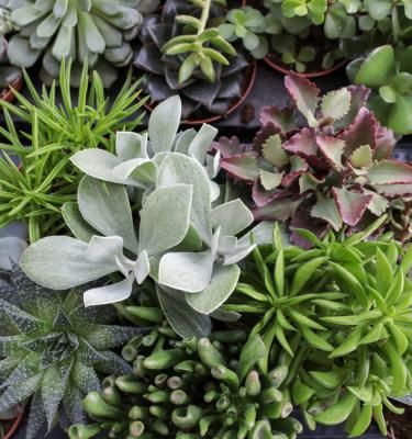 Groupe De Cactus Et Succulentes En Pot Extérieur Dans Le Jardin