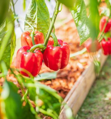 Piment : plantation, entretien - Côté Maison