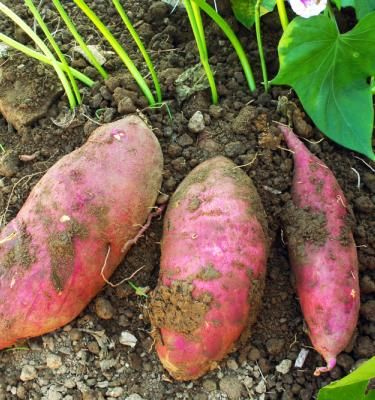 Planter la patate douce : quand et comment faire ses plantations