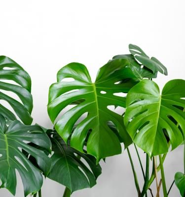 Philodendron (Monstera deliciosa) : entretien, rempotage, arrosage