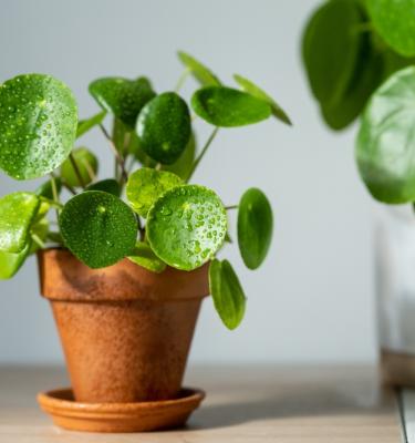 Conseils Pour L'entretien, Le Rempotage Et L'arrosage Du Pilea | La ...