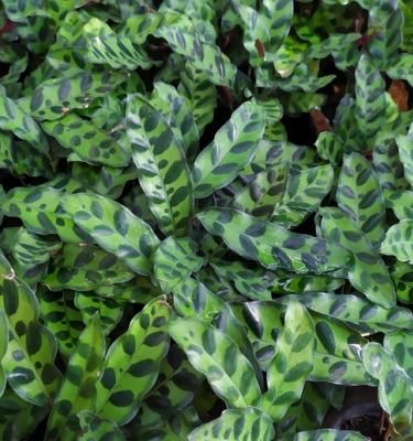 Calathea : arrosage, conseils de culture