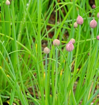 Comment et quand planter des graines de ciboulette sans boulette - Facilité  de plantation et d'entretien - PRÊT A JARDINER