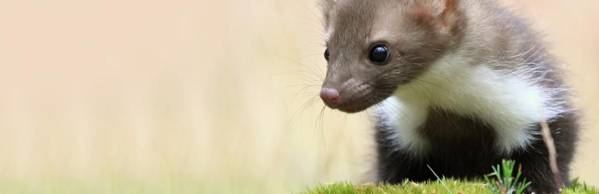 29+ frisch Bild Marder Garten - Marder Im Garten Reizend Marder Artgerecht Vertreiben ... : Eine direkte begegnung im heimischen garten ist daher unwahrscheinlich.