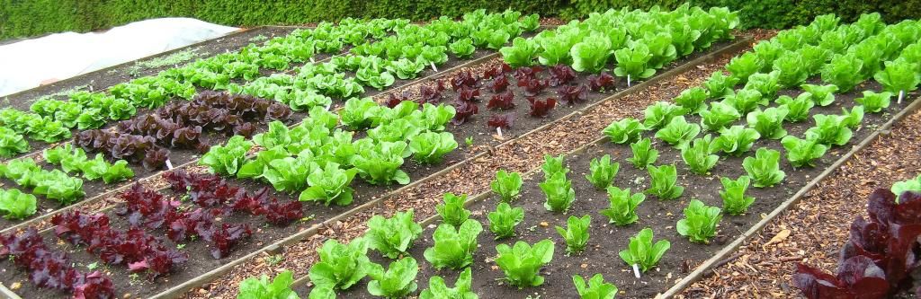 Crop Rotation Explained for Gardening | Love The Garden